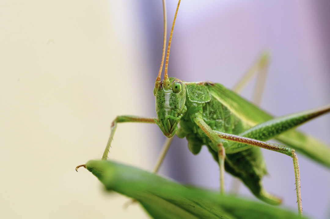 Nikon D90 + Sigma 50mm F2.8 EX DG Macro sample photo. Probando macro 3 photography