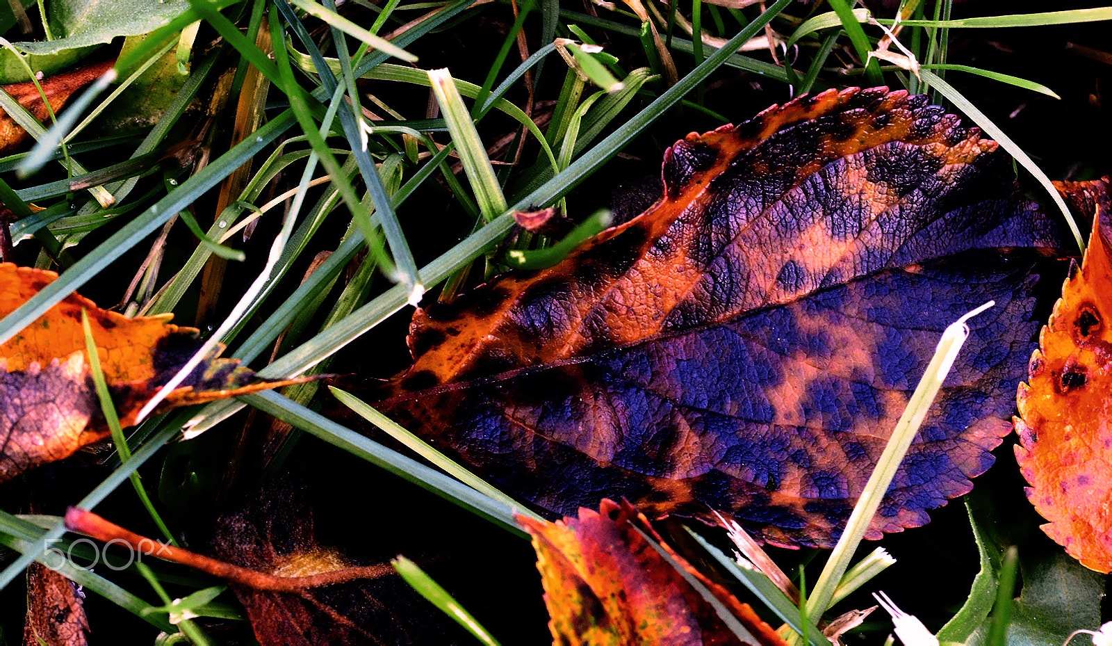 AF Zoom-Nikkor 35-70mm f/2.8D N sample photo. Autumn photography