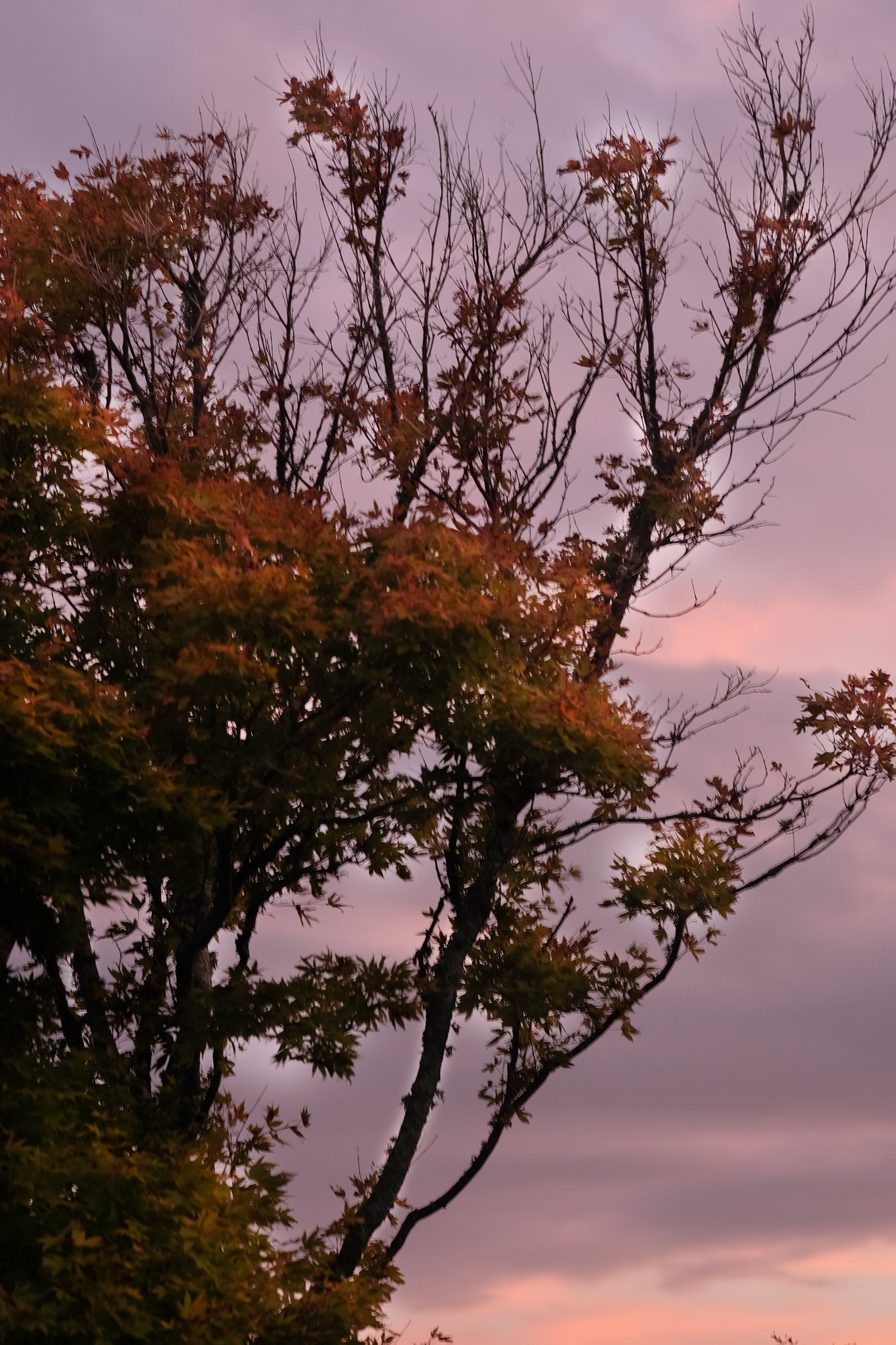 Fujifilm X-M1 + Fujifilm XF 60mm F2.4 R Macro sample photo. Sunset on maple photography