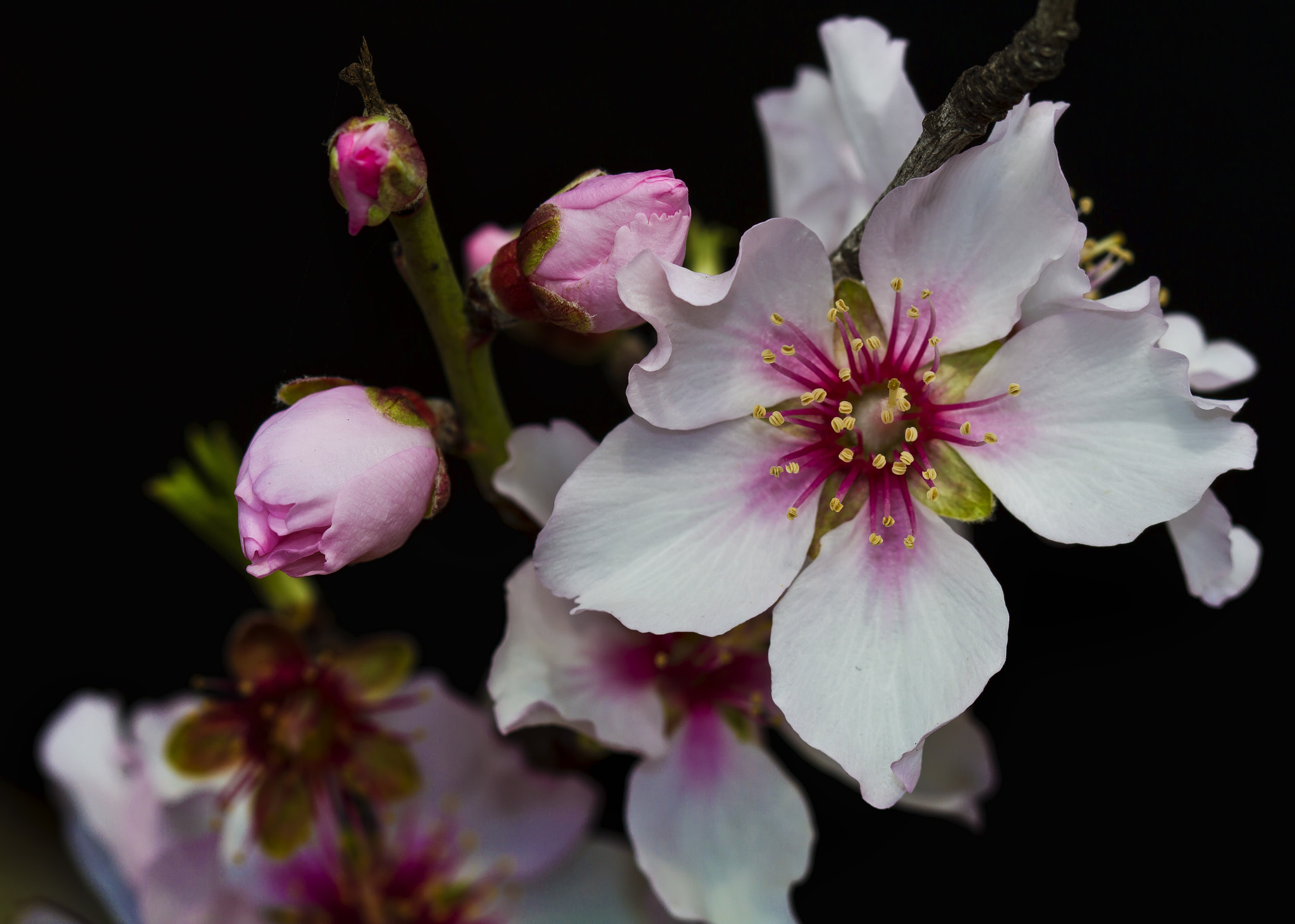 Canon EOS 7D + Canon EF 100mm F2.8 Macro USM sample photo