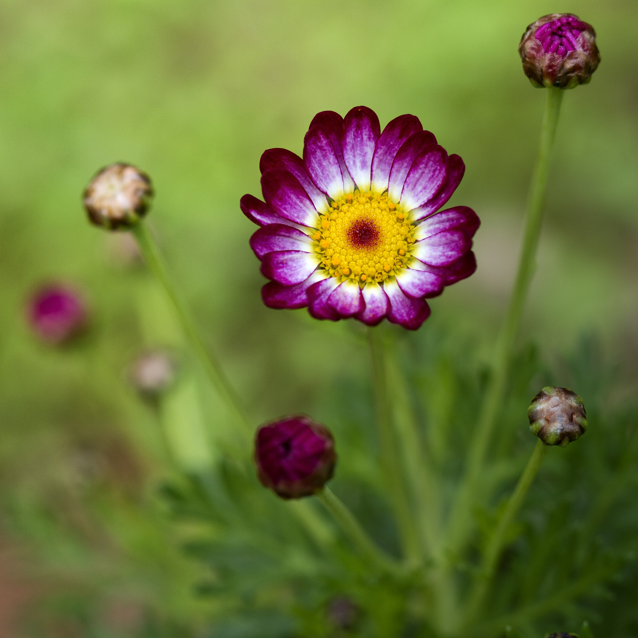 Canon EOS 7D + Canon EF 100mm F2.8 Macro USM sample photo