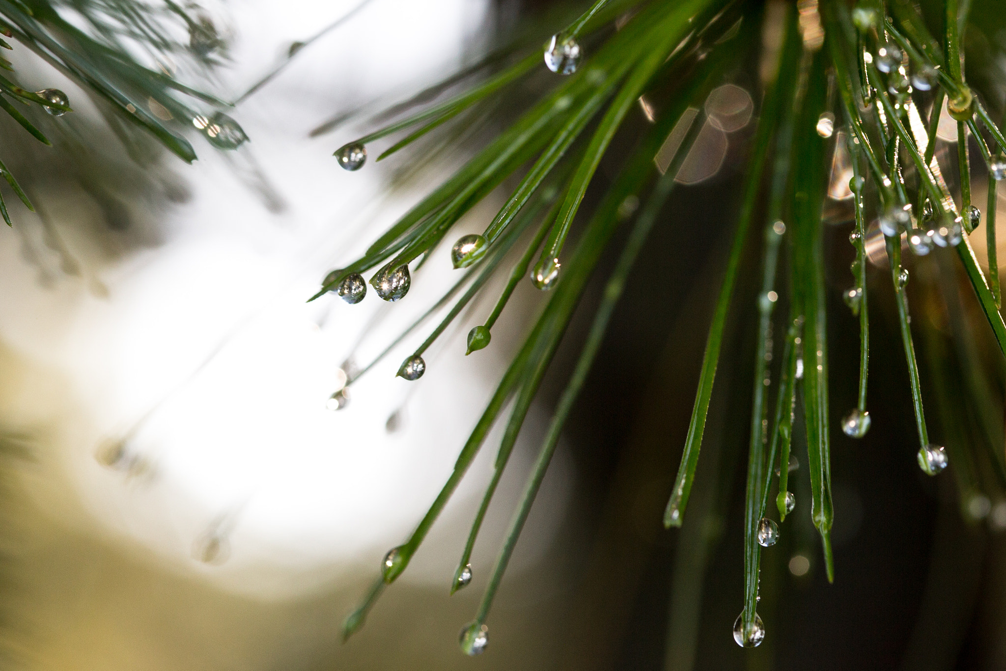 Canon EOS 6D + Canon EF 100mm F2.8 Macro USM sample photo. Pine needle dew photography