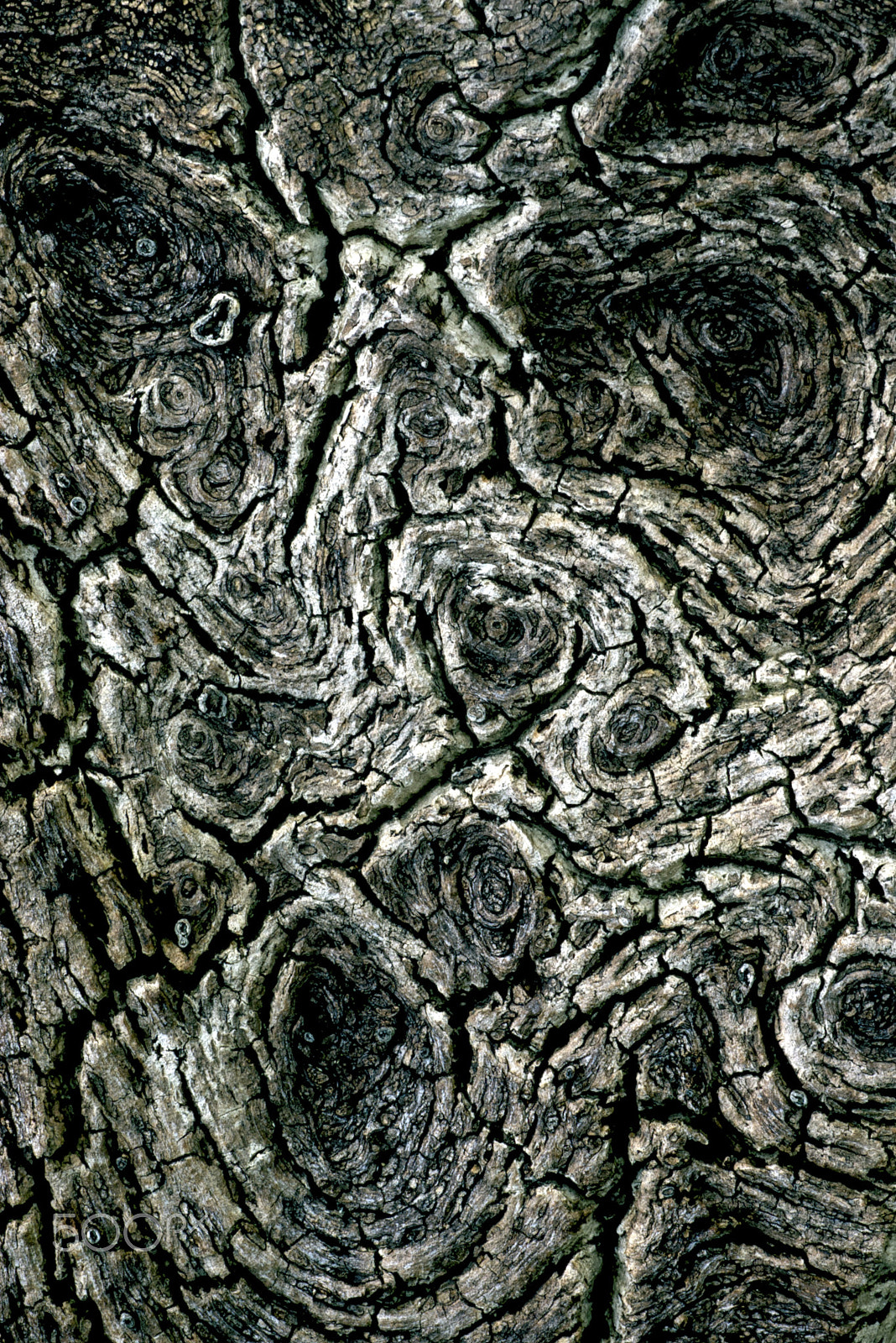 Pentax K100D + Tamron SP AF 90mm F2.8 Di Macro sample photo. Bark photography