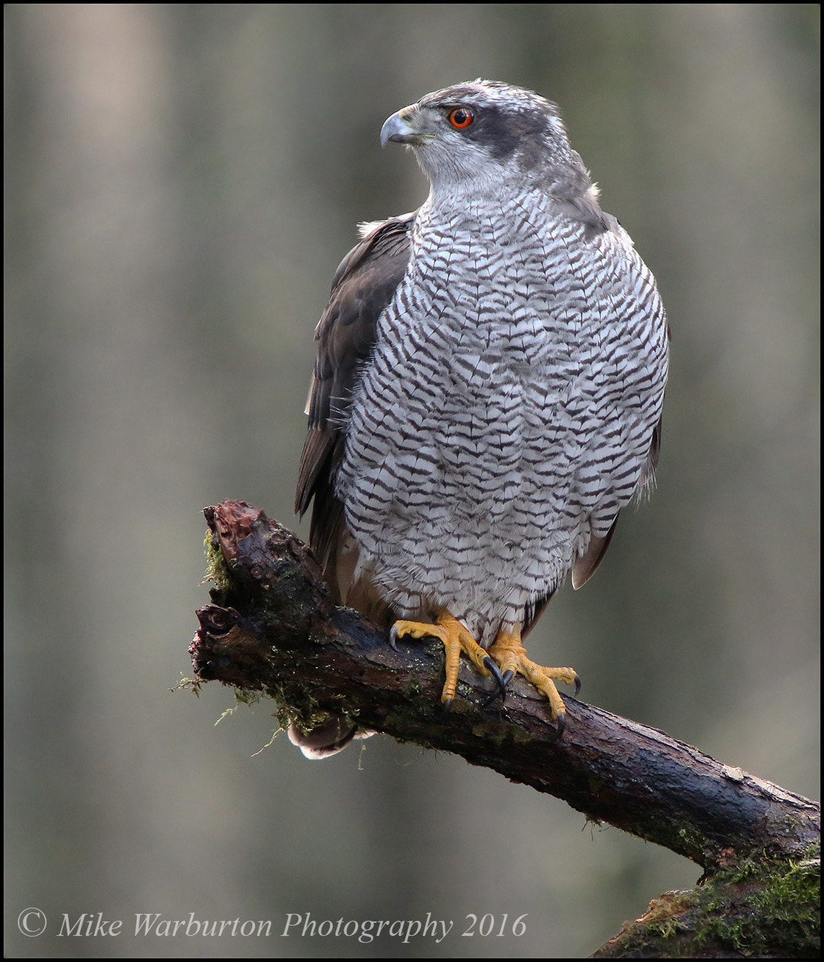 Sigma 50-500mm f/4-6.3 APO HSM EX sample photo. Northern goshawk photography