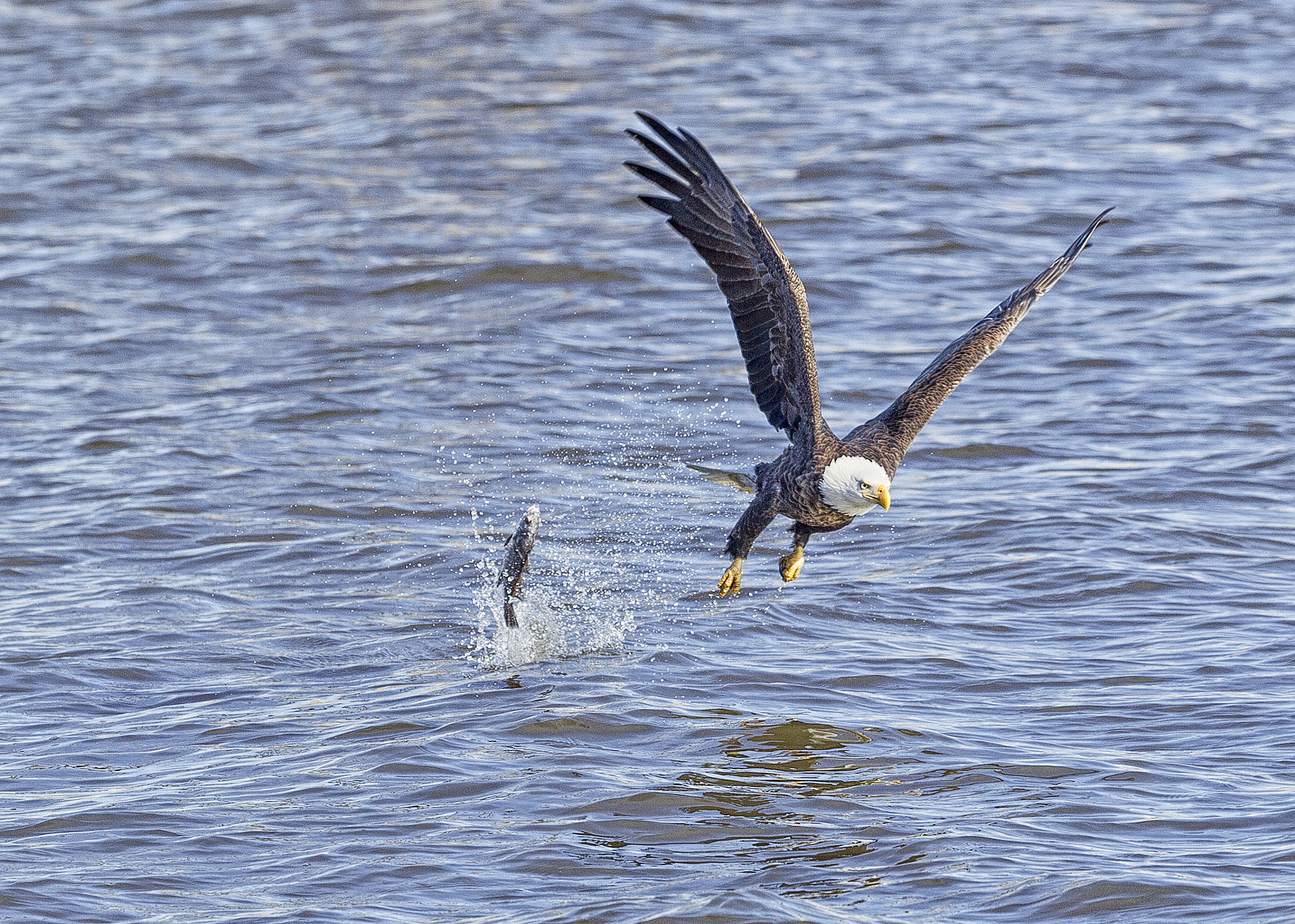 Canon EF 300mm F2.8L IS II USM sample photo. The start of a really bad day !!! photography