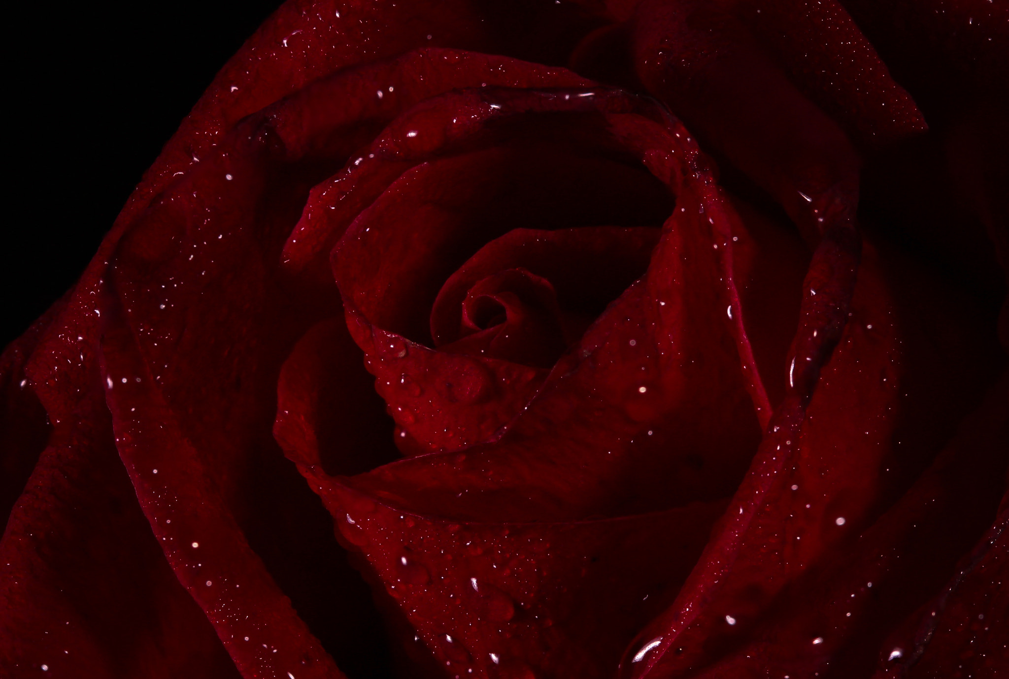 Canon EF 100mm F2.8 Macro USM sample photo. Red rose photography