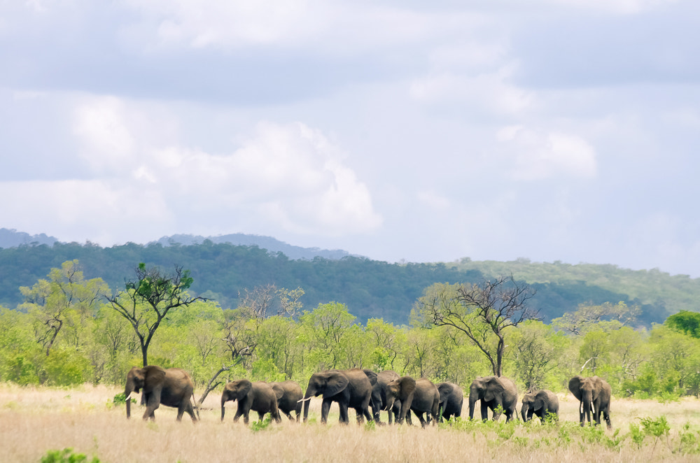 Pentax smc DA 50-200mm F4-5.6 ED sample photo. Elephants of the morogoro photography