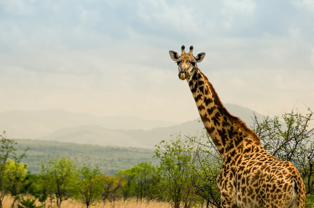 Pentax smc DA 50-200mm F4-5.6 ED sample photo. Giraffe photography