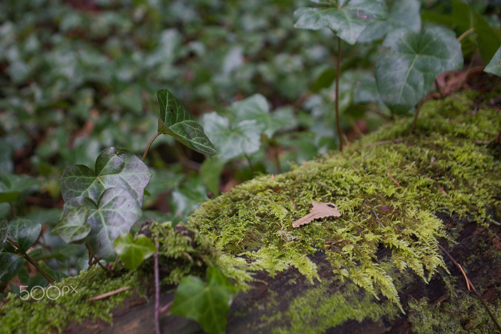Sigma 18-50mm F2.8-4.5 DC OS HSM sample photo