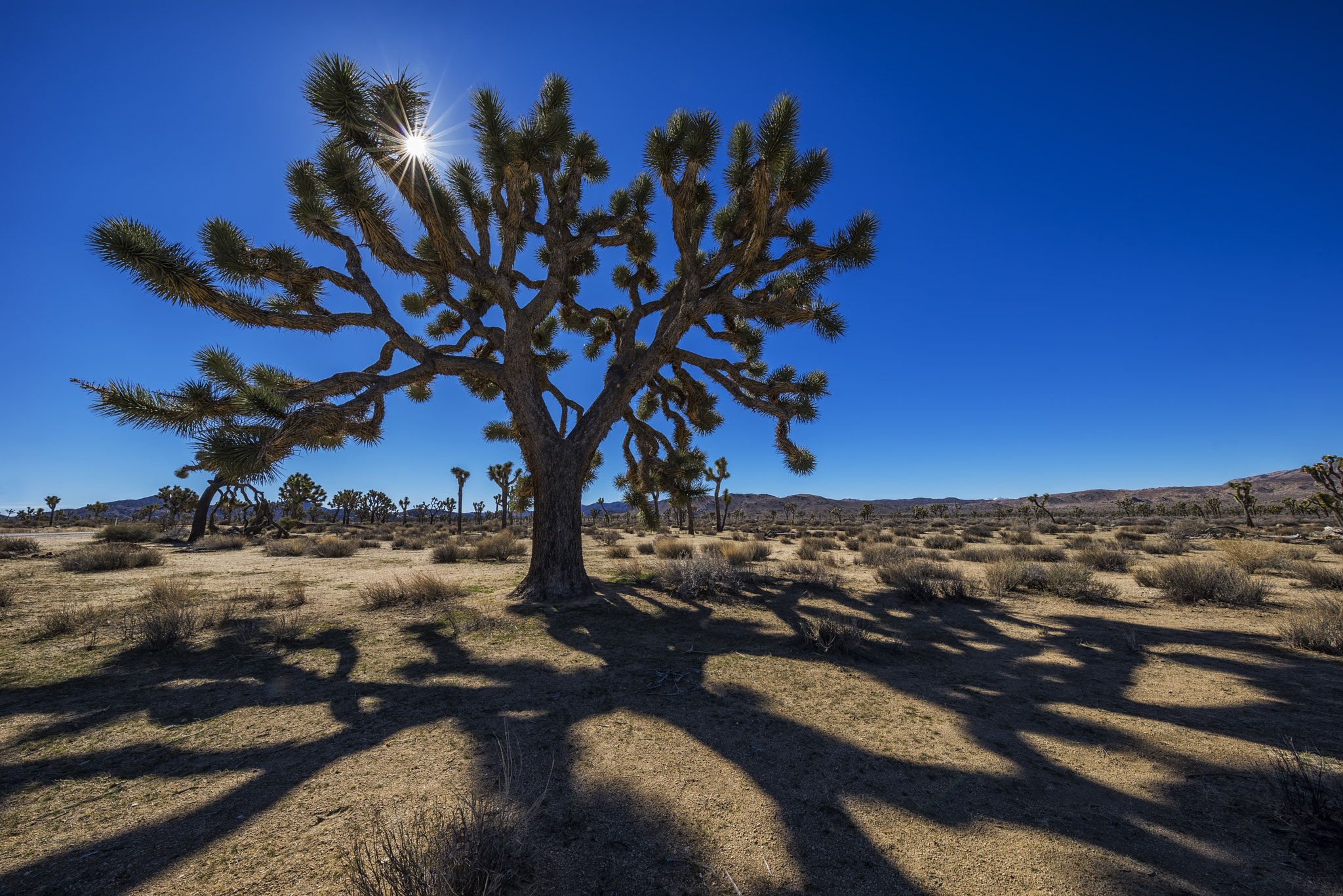 Canon EF 11-24mm F4L USM sample photo. Joshua tree photography