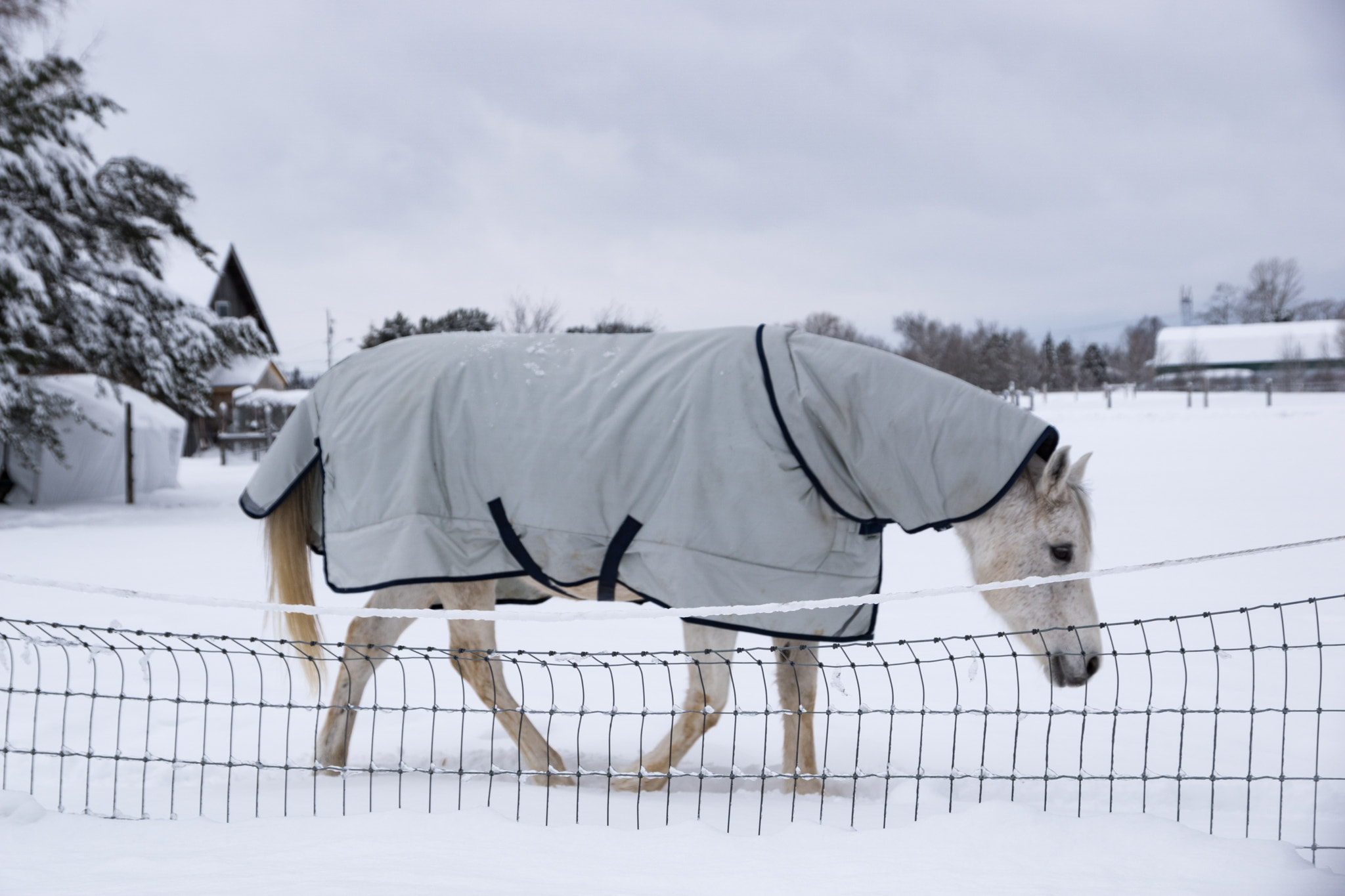 Sony DT 18-250mm F3.5-6.3 sample photo. Neigh photography