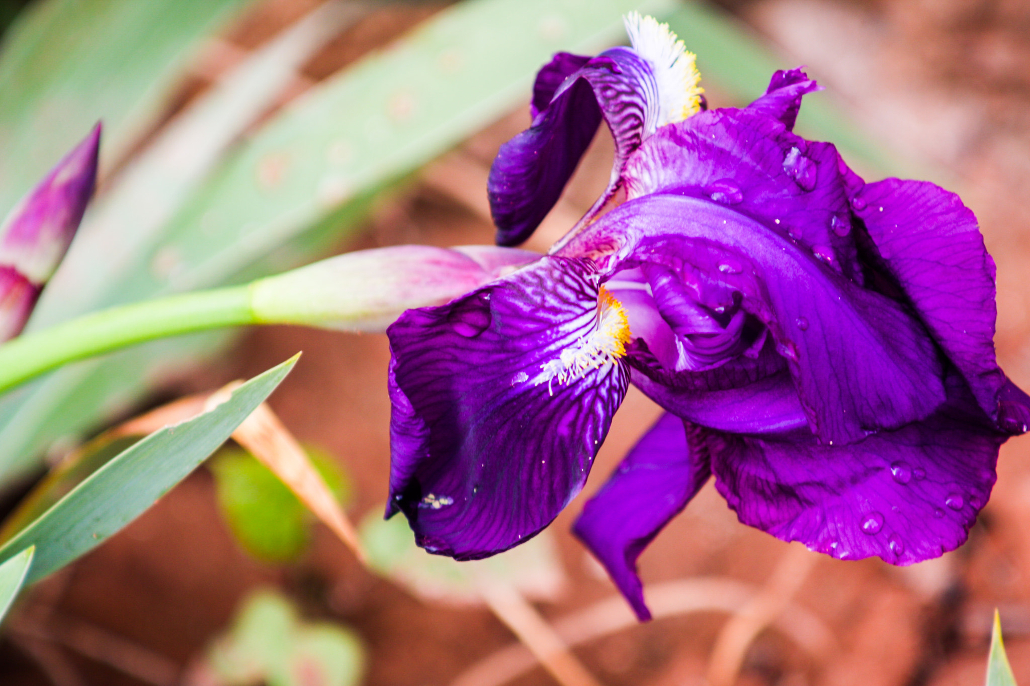 Canon EF 80-200mm F4.5-5.6 II sample photo. Purple flower photography