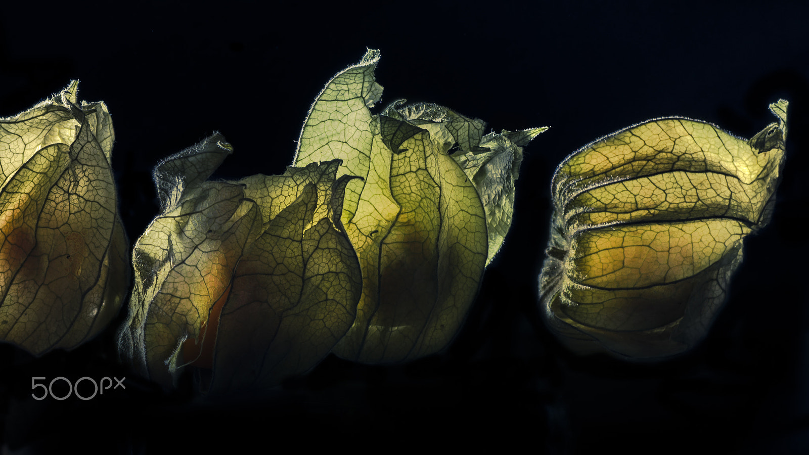 Tamron SP AF 90mm F2.8 Di Macro sample photo. Physalis photography