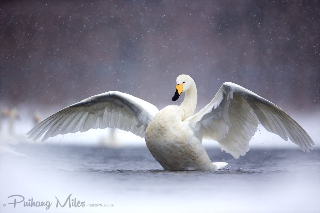 Canon EF 200-400mm F4L IS USM Extender 1.4x sample photo. Swan queen photography