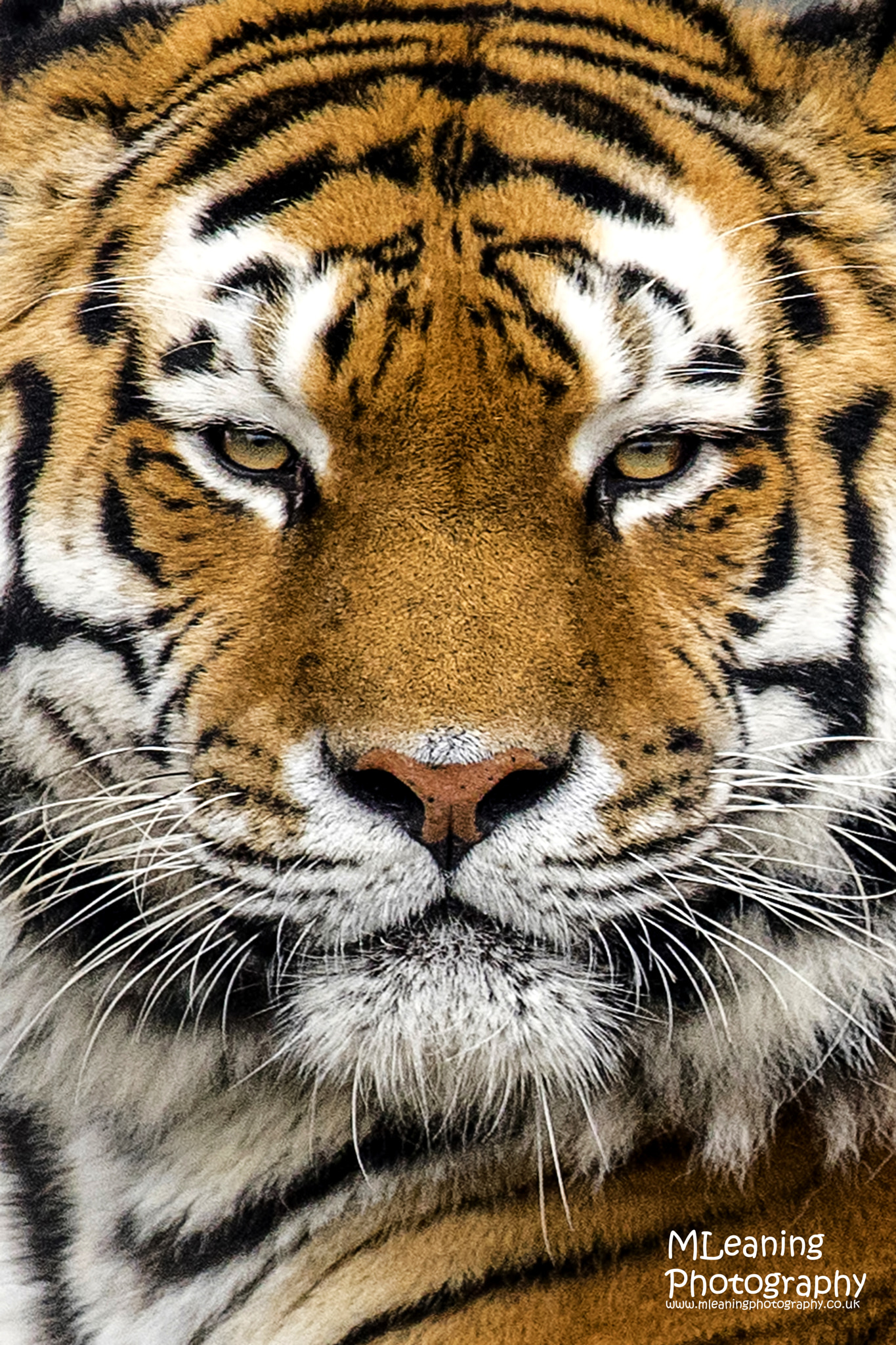 Sony a7 II sample photo. Tiger photography