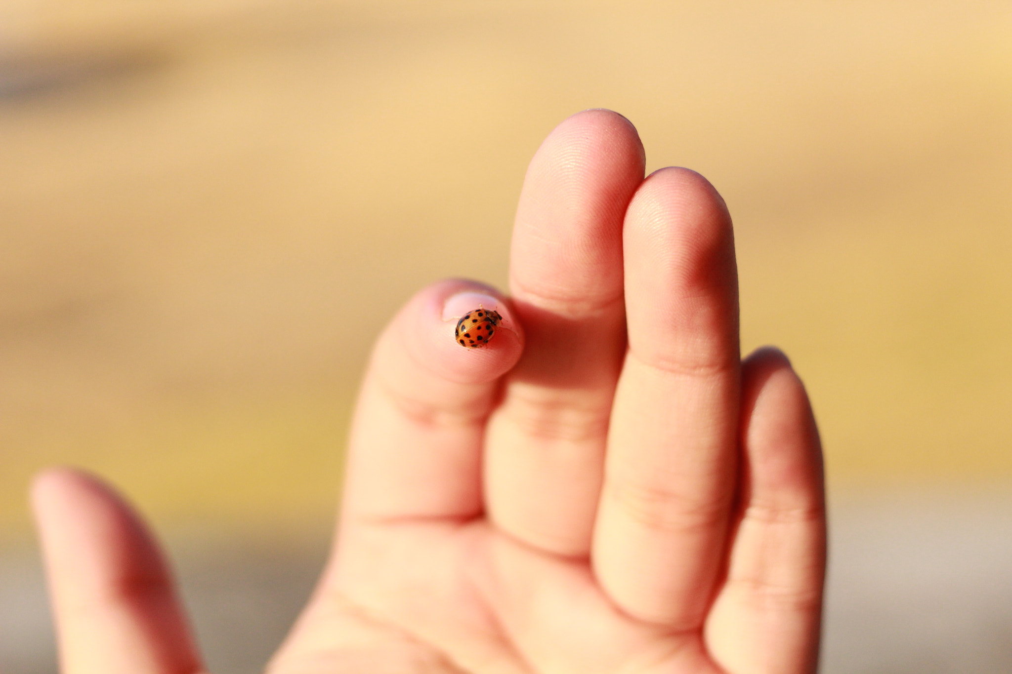 Canon EF 40mm F2.8 STM sample photo. Catarina photography
