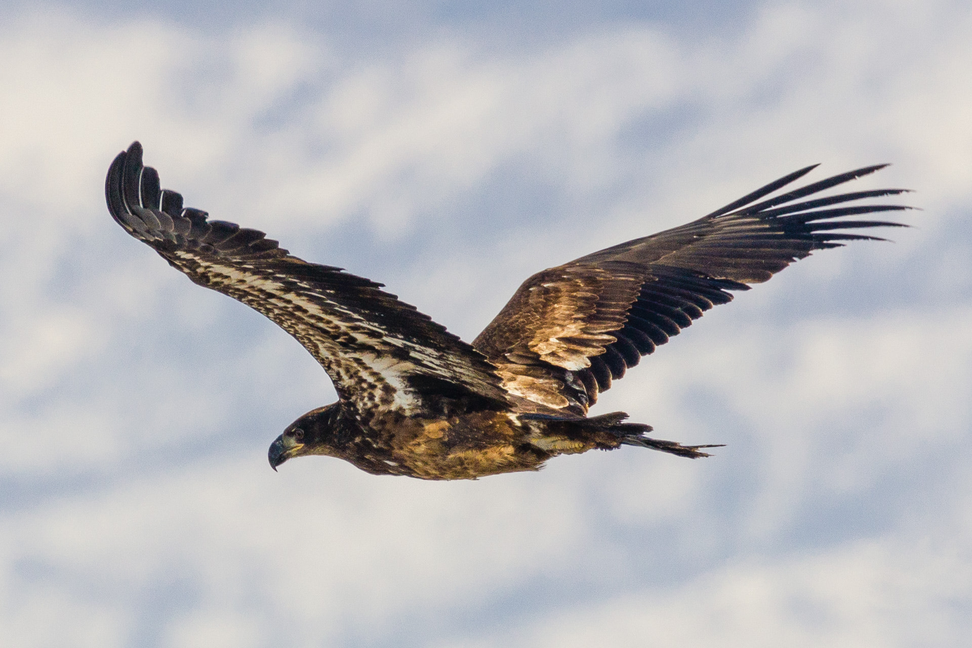 Canon EF 100-400mm F4.5-5.6L IS II USM sample photo. Juvenile bald eagle photography