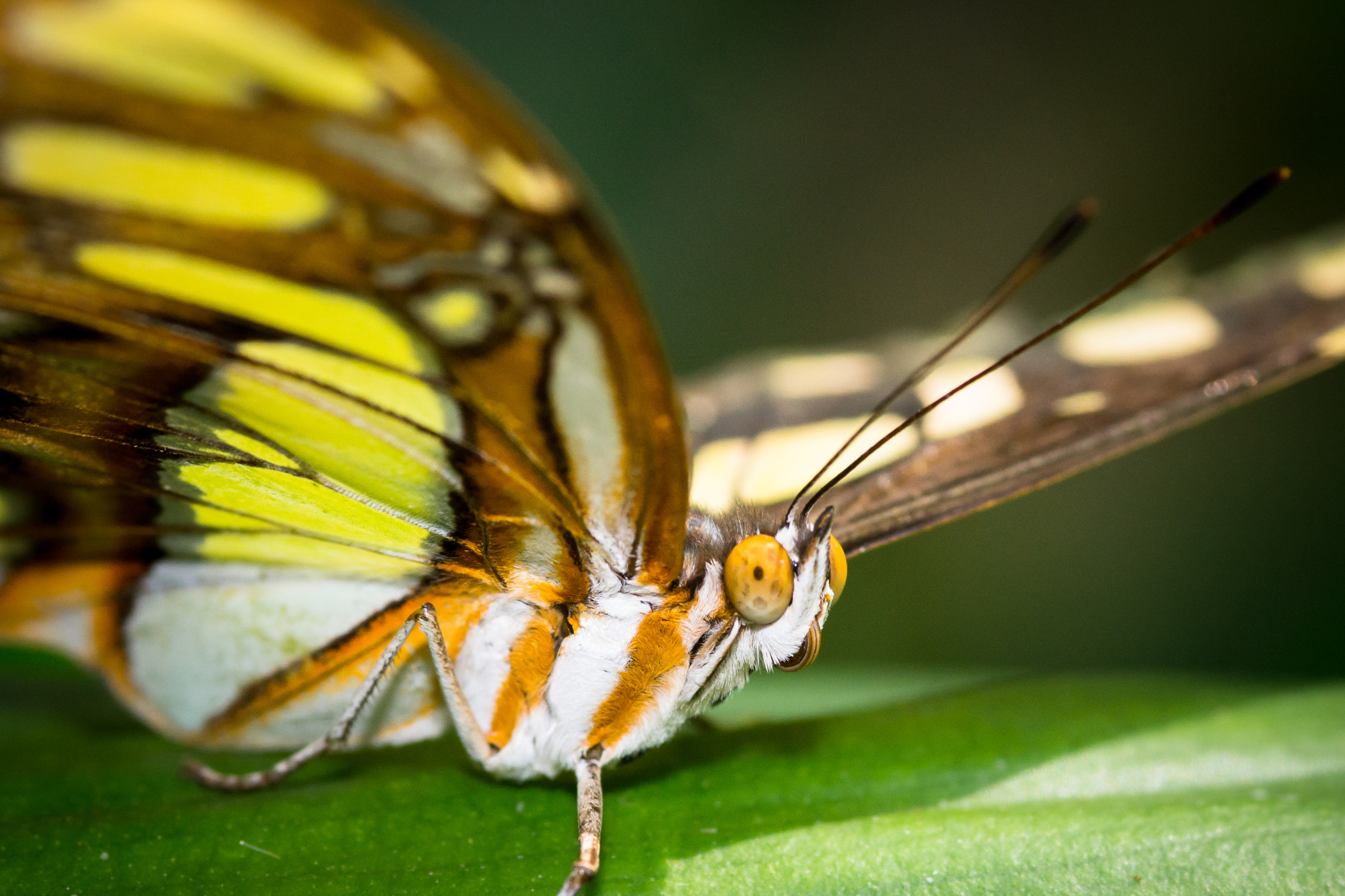 Sony Alpha NEX-7 + Sigma AF 105mm F2.8 EX [DG] Macro sample photo. Butterfly photography