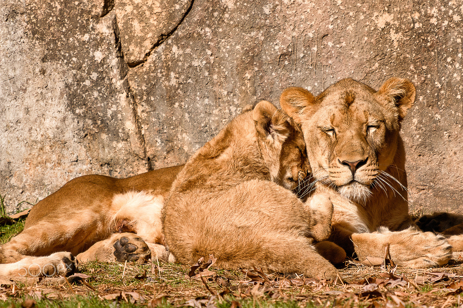 Sigma 50-500mm f/4-6.3 APO HSM EX sample photo. Lioness and cub resting in the sun photography