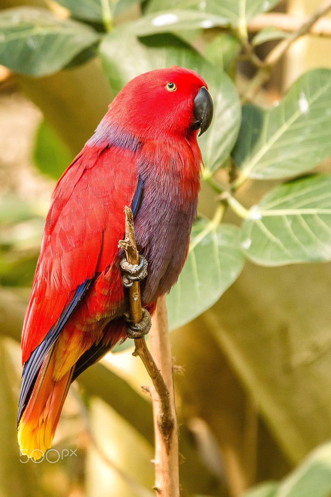 Sigma 50-500mm f/4-6.3 APO HSM EX sample photo. Eclectus parrot photography