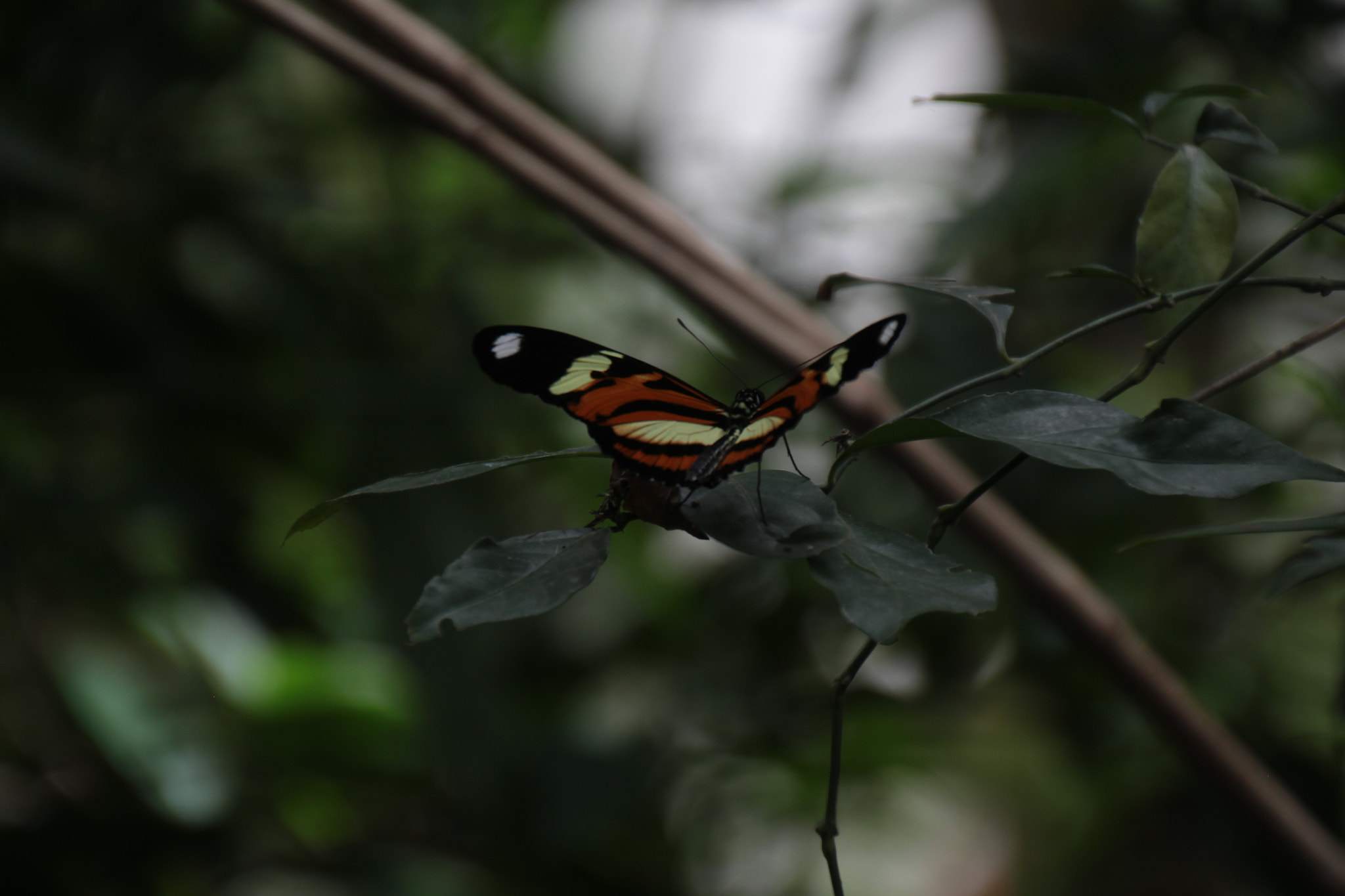Canon EOS 700D (EOS Rebel T5i / EOS Kiss X7i) + Tamron 18-270mm F3.5-6.3 Di II VC PZD sample photo. Butterfly photography