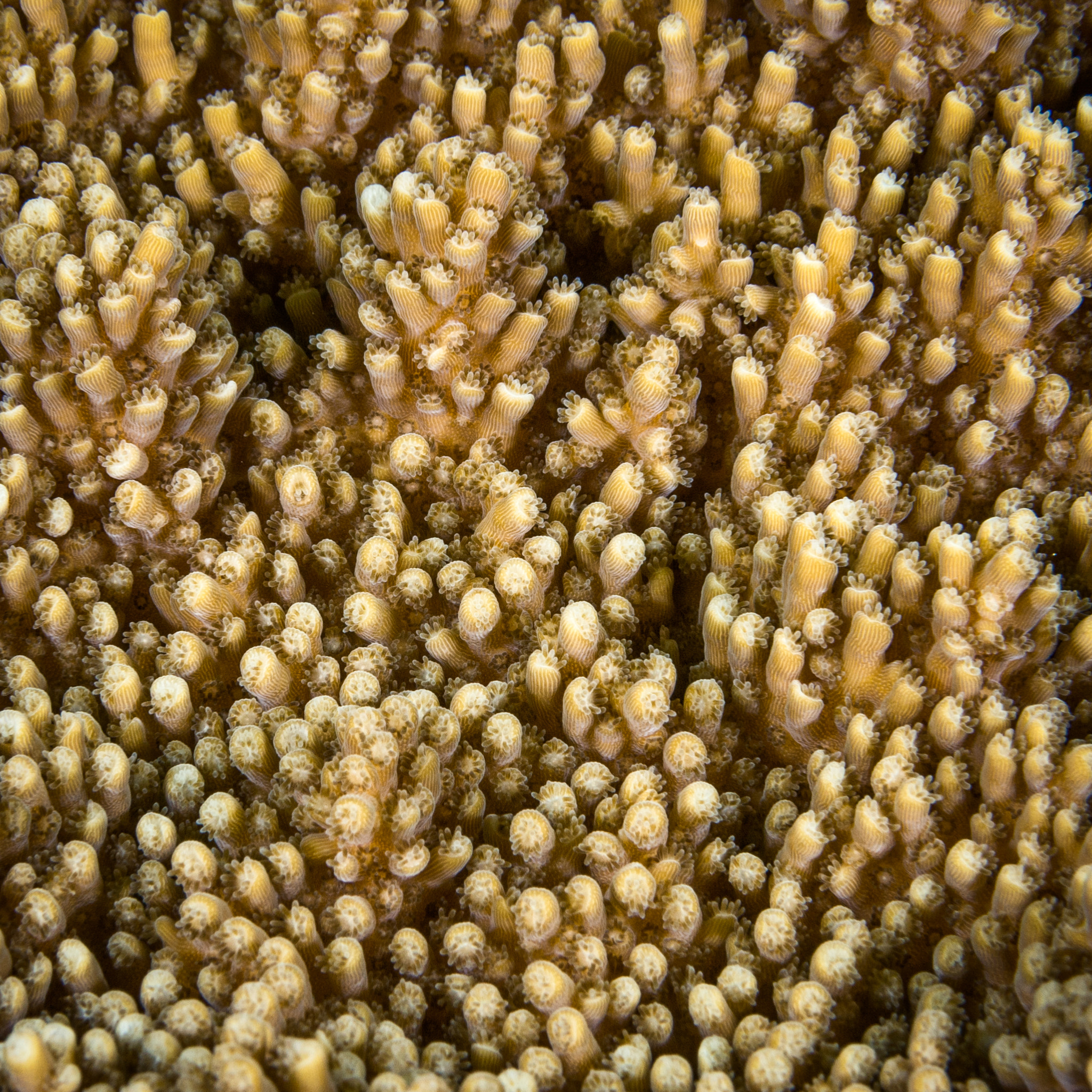Nikon AF-S Micro-Nikkor 60mm F2.8G ED sample photo. Coral closeup photography