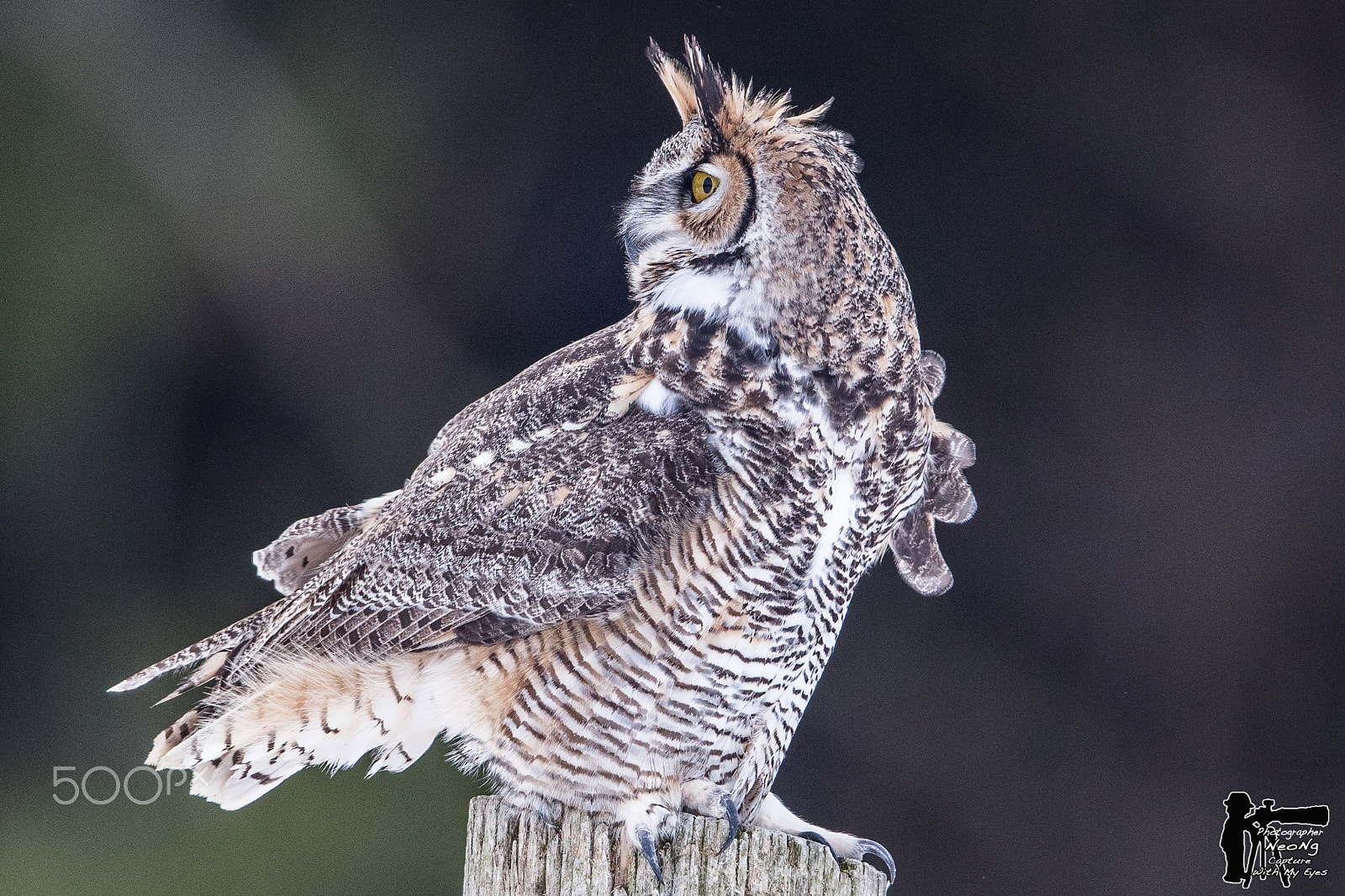 Canon EF 600mm F4L IS II USM sample photo. Wildlife photography