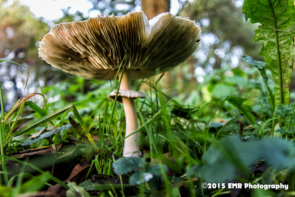 Sigma 17-35mm f/2.8-4 EX DG Aspherical HSM sample photo. Mushroom photography