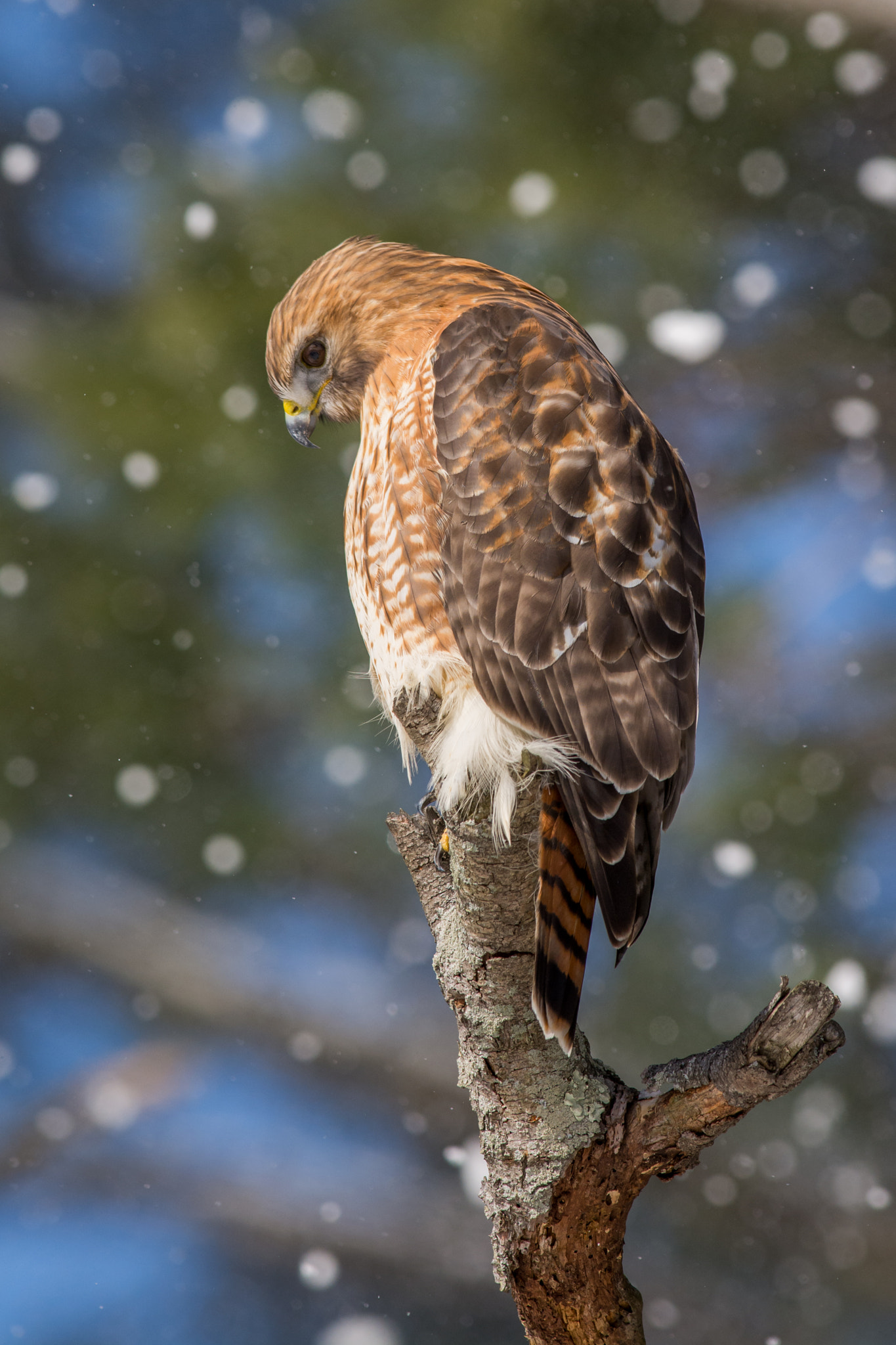 AF-S Nikkor 300mm f/2.8D IF-ED II sample photo. Hybrid hawk photography