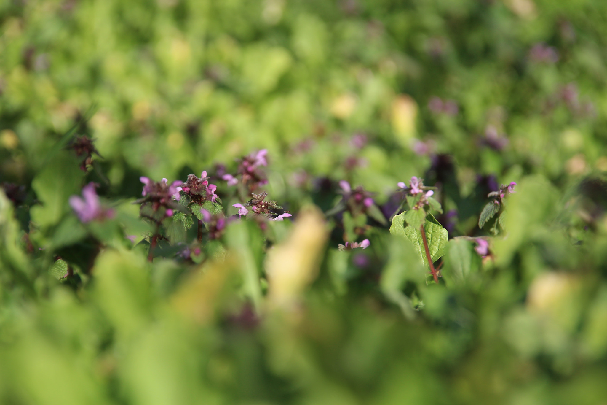Sigma 18-200mm f/3.5-6.3 DC OS sample photo. The early springtime photography