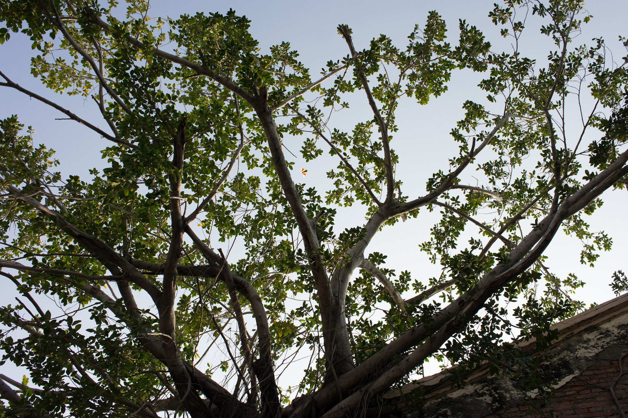 Samsung NX 20mm F2.8 Pancake sample photo. Kite photography