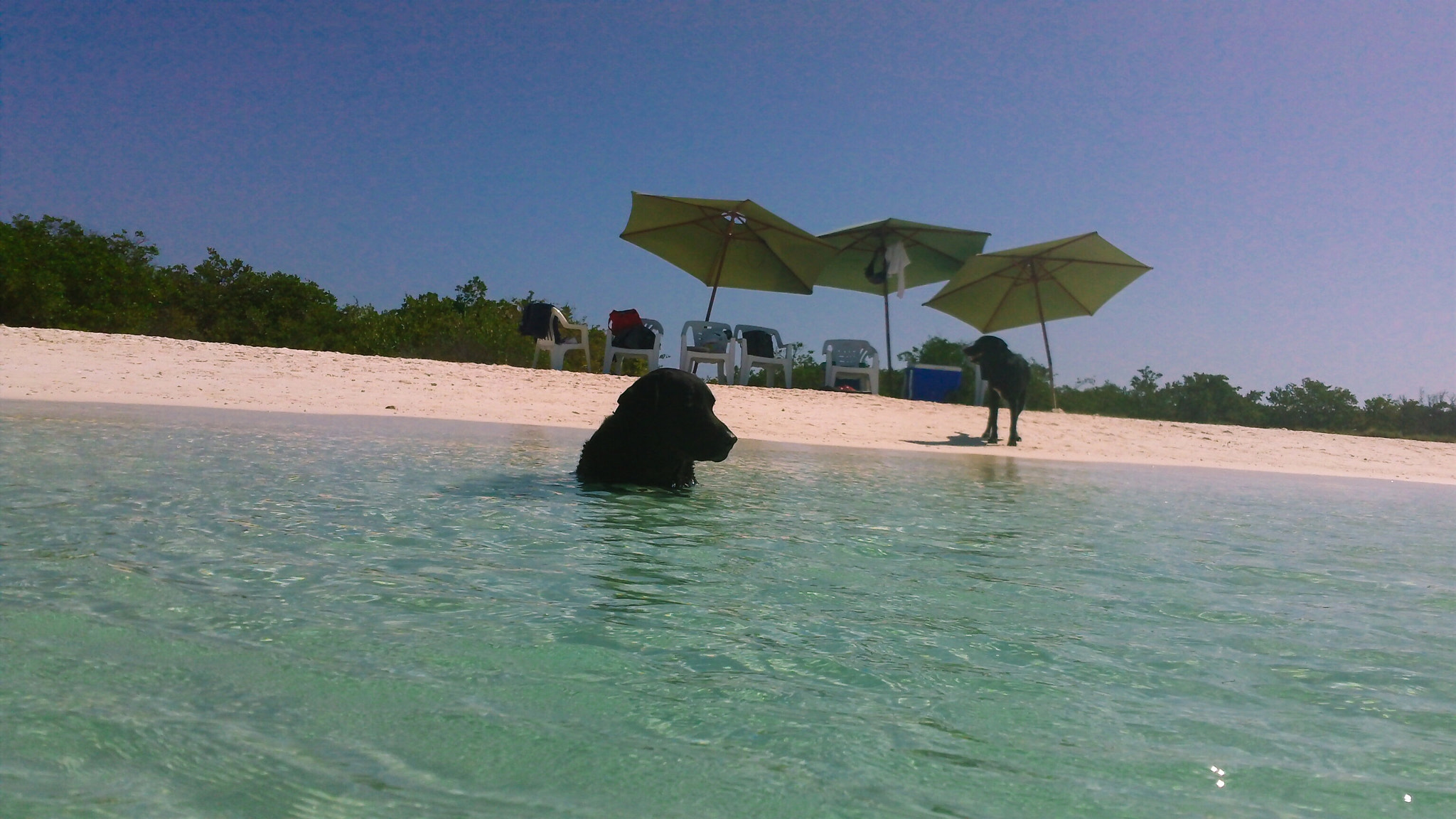 Kodak PLAYSPORT VIDEO CAMERA, ZX3 sample photo. Perro y en el agua photography