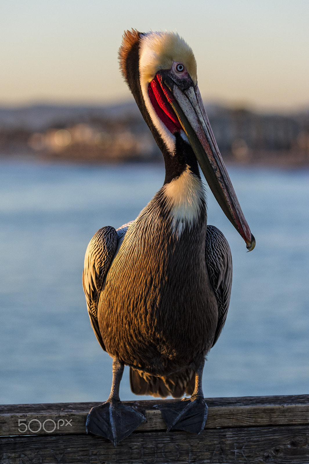 Nikon D3S sample photo. Charlie the pelican on the pier photography