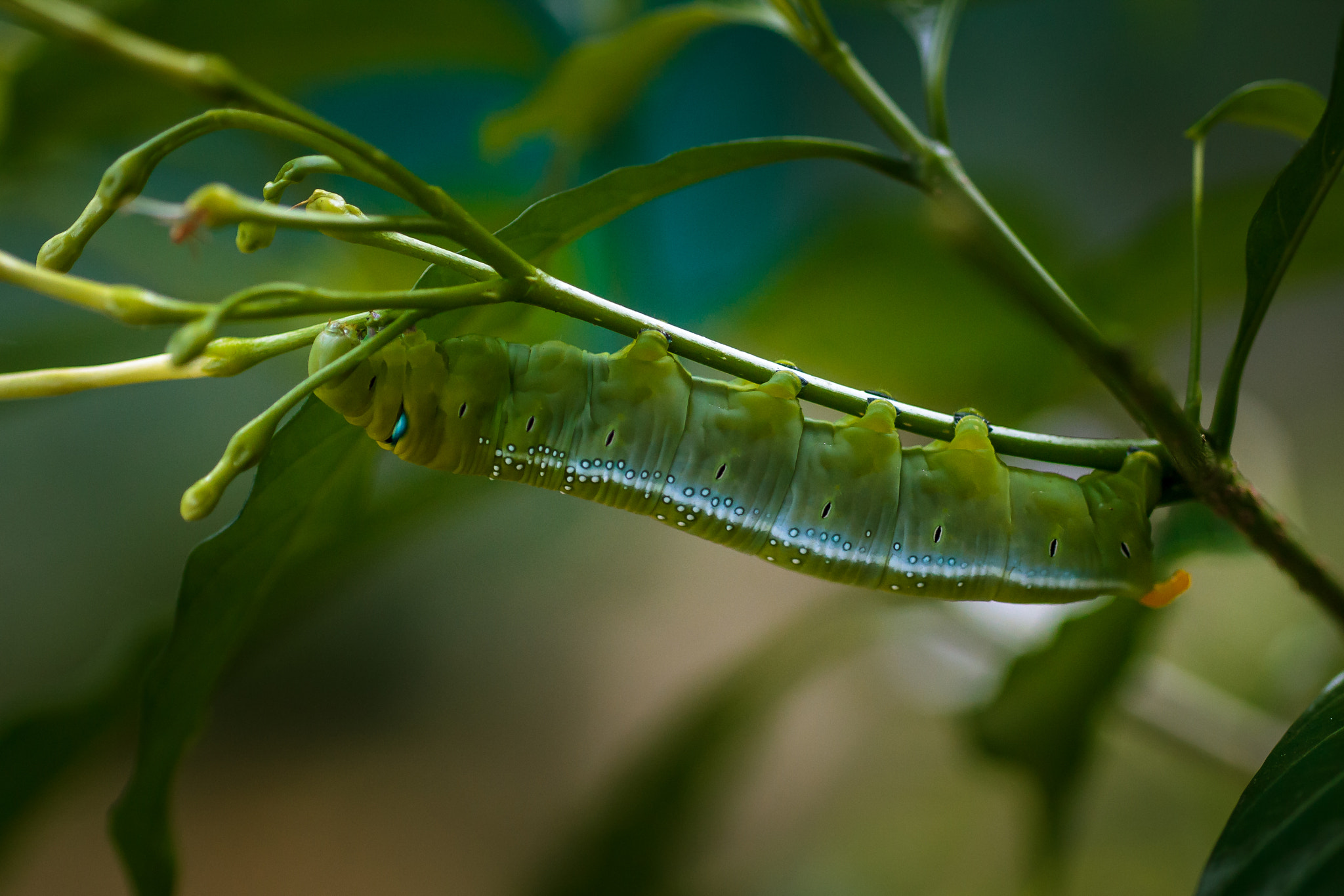 Sigma 50mm f/1.4 EX DG HSM + 1.4x sample photo. Miss nature photography