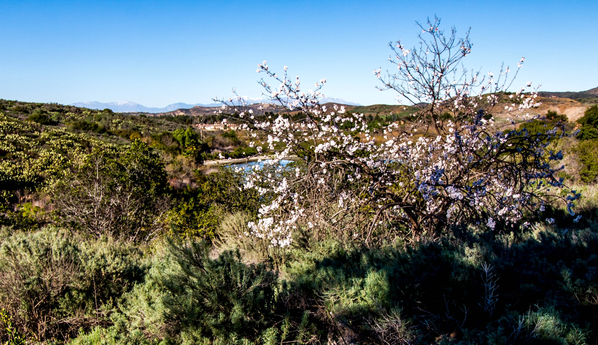 Canon EF-S 10-18mm F4.5–5.6 IS STM sample photo. Blooming photography