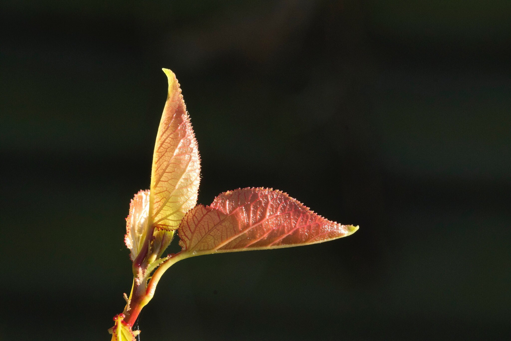 Canon EOS 1100D (EOS Rebel T3 / EOS Kiss X50) + Canon EF 100mm F2.8 Macro USM sample photo. New leaf photography