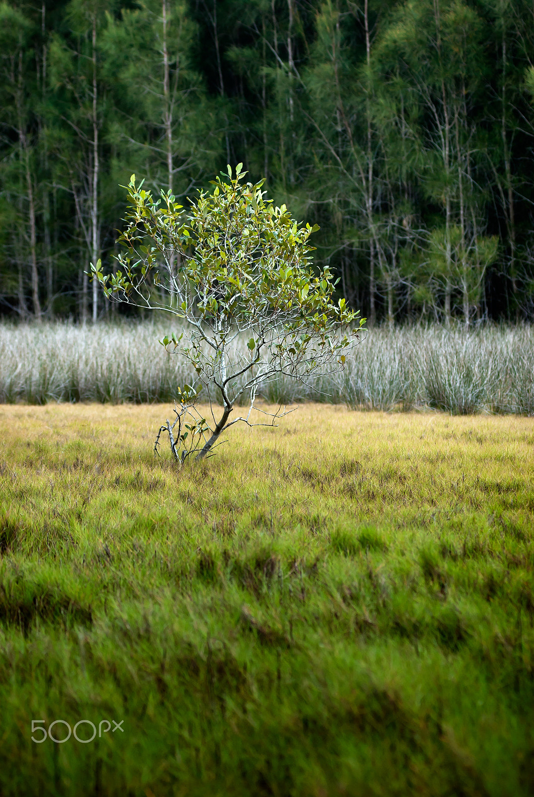 Nikon D80 + Nikon AF-Nikkor 80-200mm F2.8D ED sample photo. Lone mangrove photography