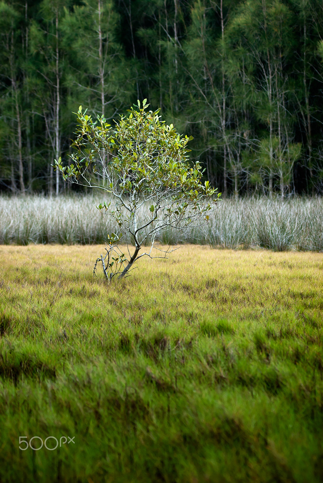 Nikon AF-Nikkor 80-200mm F2.8D ED sample photo. Lone mangrove photography