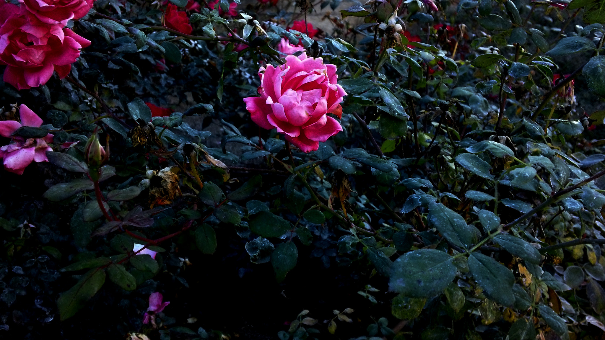 Sony MHS-TS20 sample photo. Garden photography