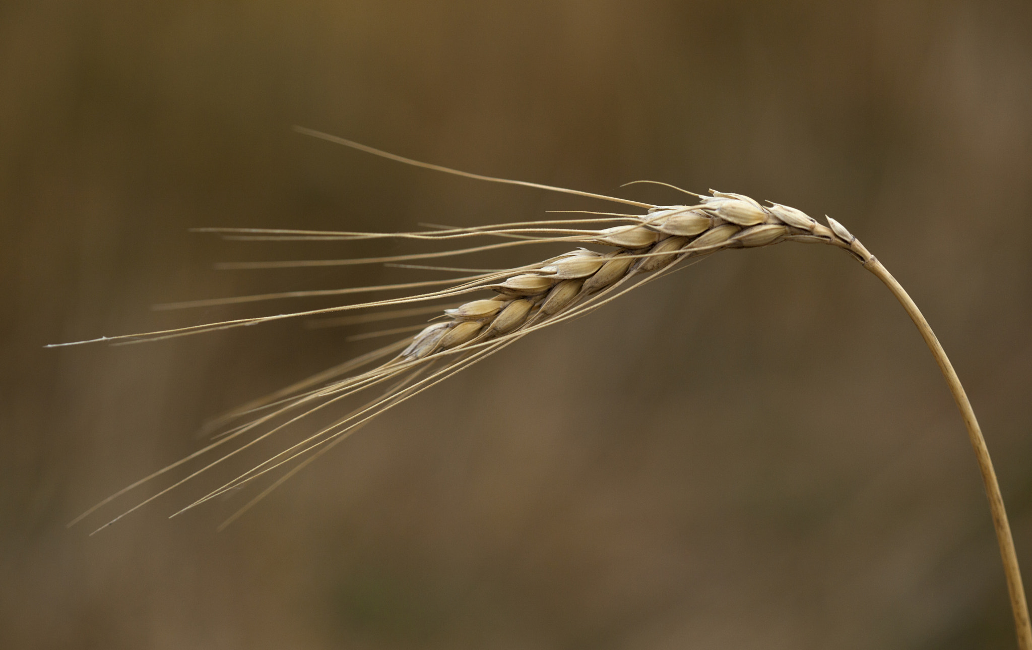 Canon EF 100mm F2.8 Macro USM sample photo. Winter wheat photography