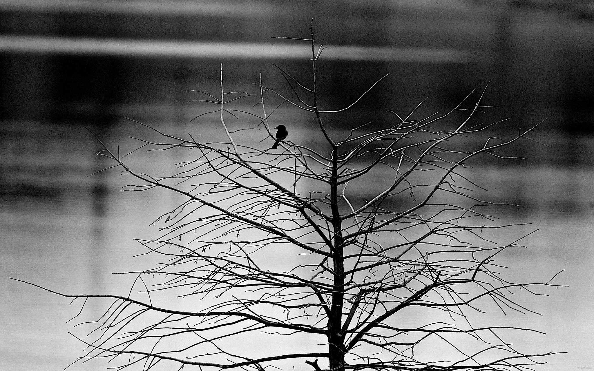 Tamron SP 150-600mm F5-6.3 Di VC USD sample photo. Fall loneliness photography