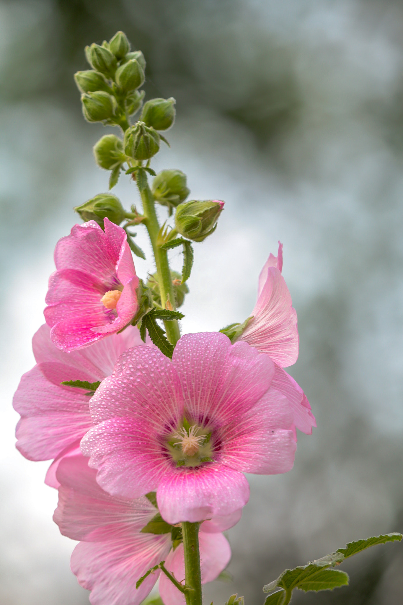 Canon EF 180mm F3.5L Macro USM sample photo. Pink hollyhock flower. photography
