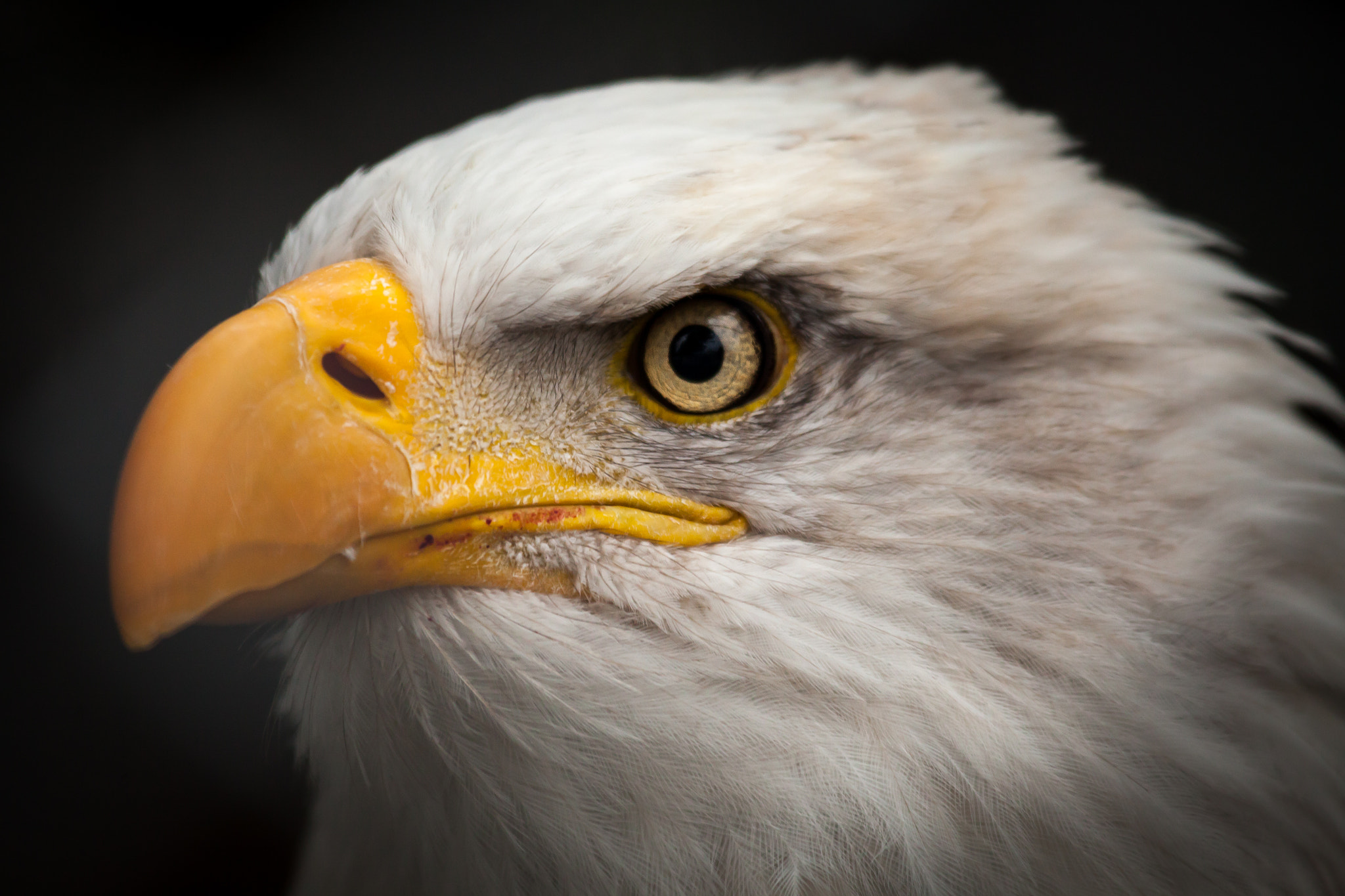 Canon EF 100-300mm f/5.6L sample photo. Bald eagle's eye photography