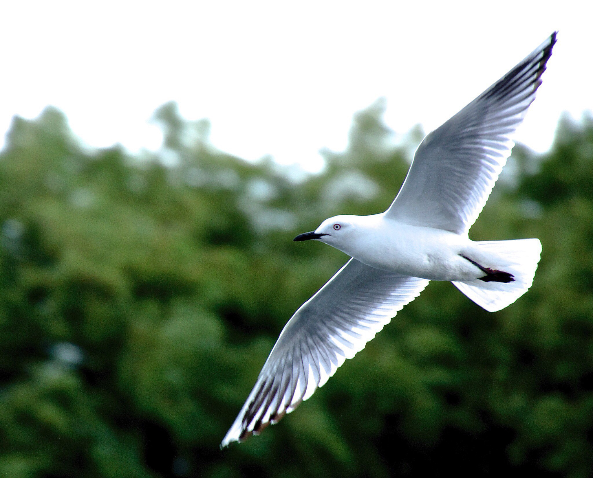 Canon EF 90-300mm F4.5-5.6 USM sample photo. Flying gull photography