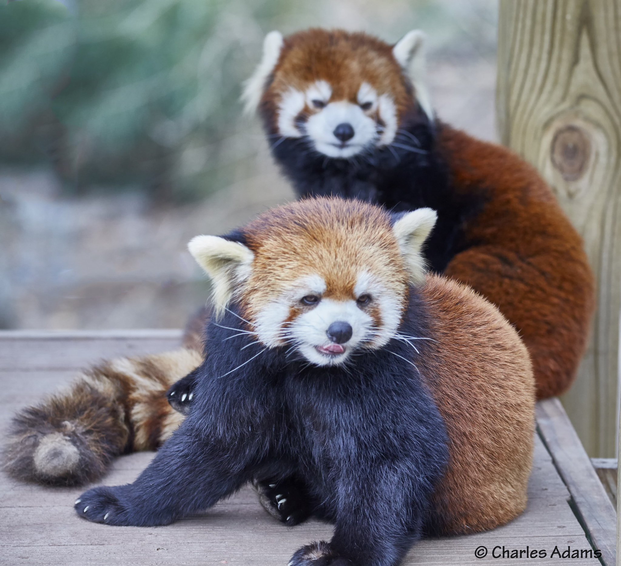 Red Panda Pals by Charles Adams / 500px