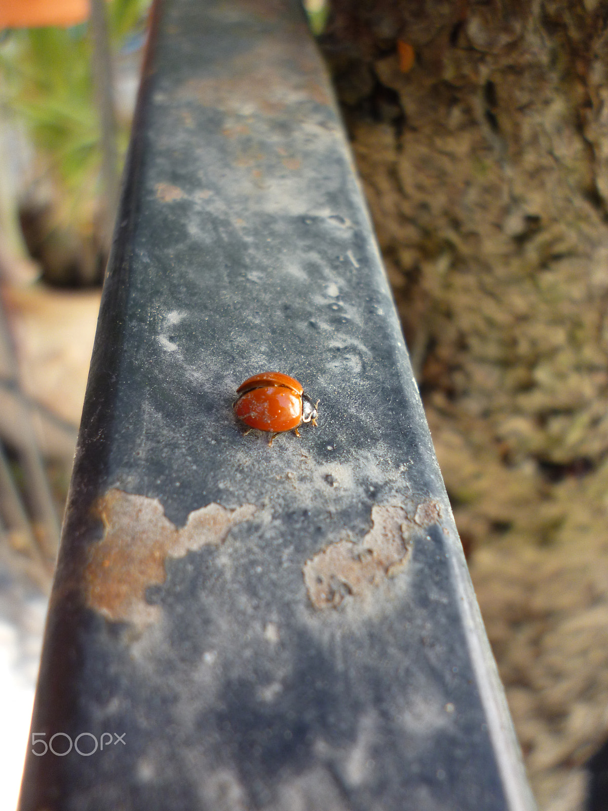 Panasonic Lumix DMC-S1 sample photo. Coccinellidae photography