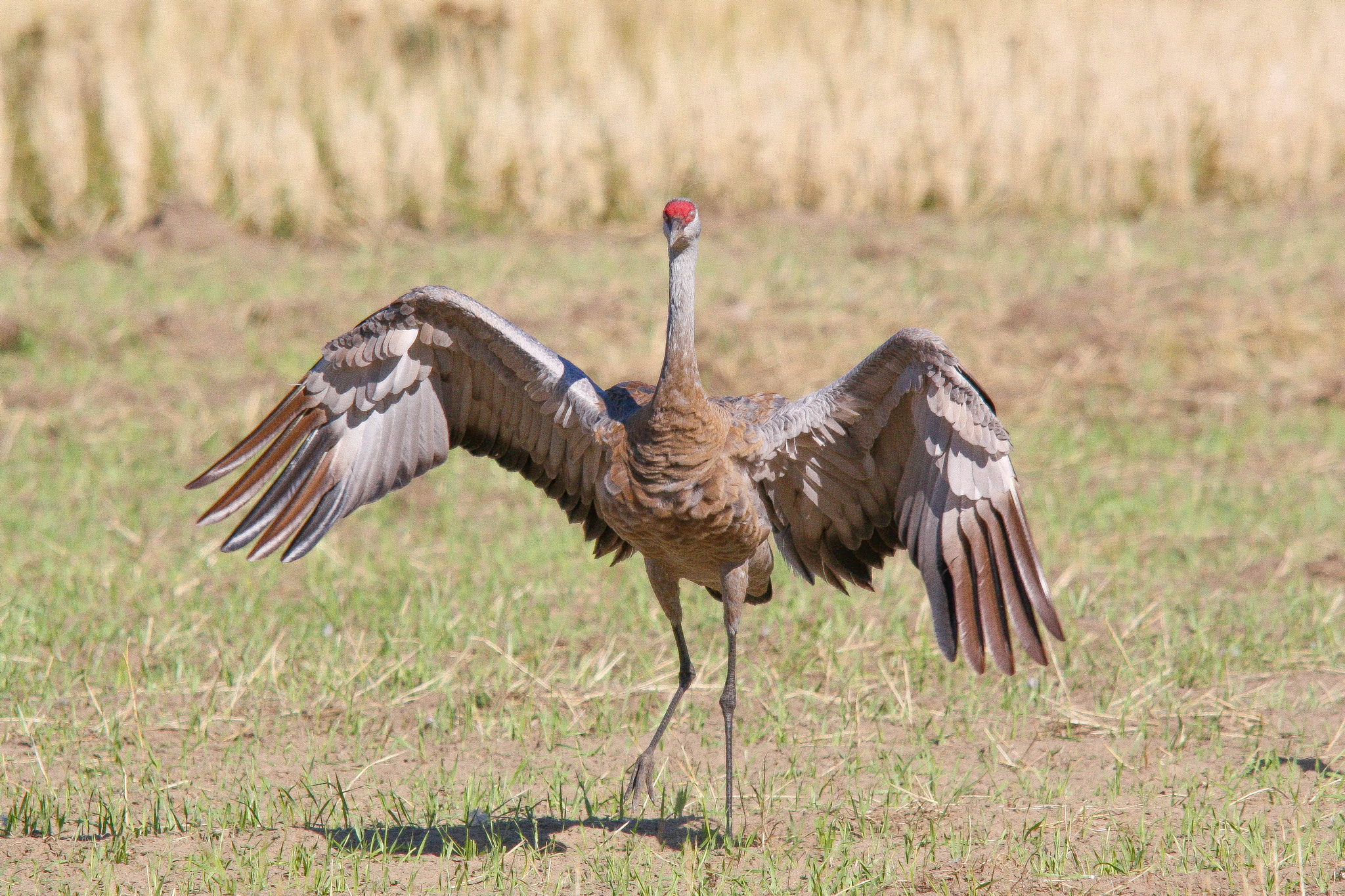 Sigma 150-500mm F5-6.3 DG OS HSM sample photo. Sandhill crane ready for takeoff photography