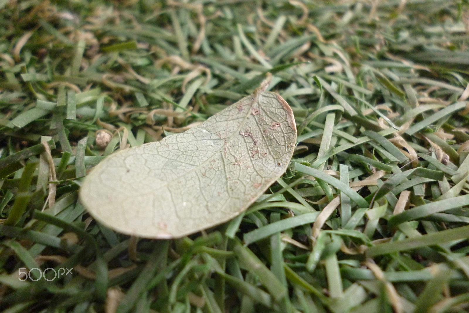 Panasonic Lumix DMC-S1 sample photo. Caer photography