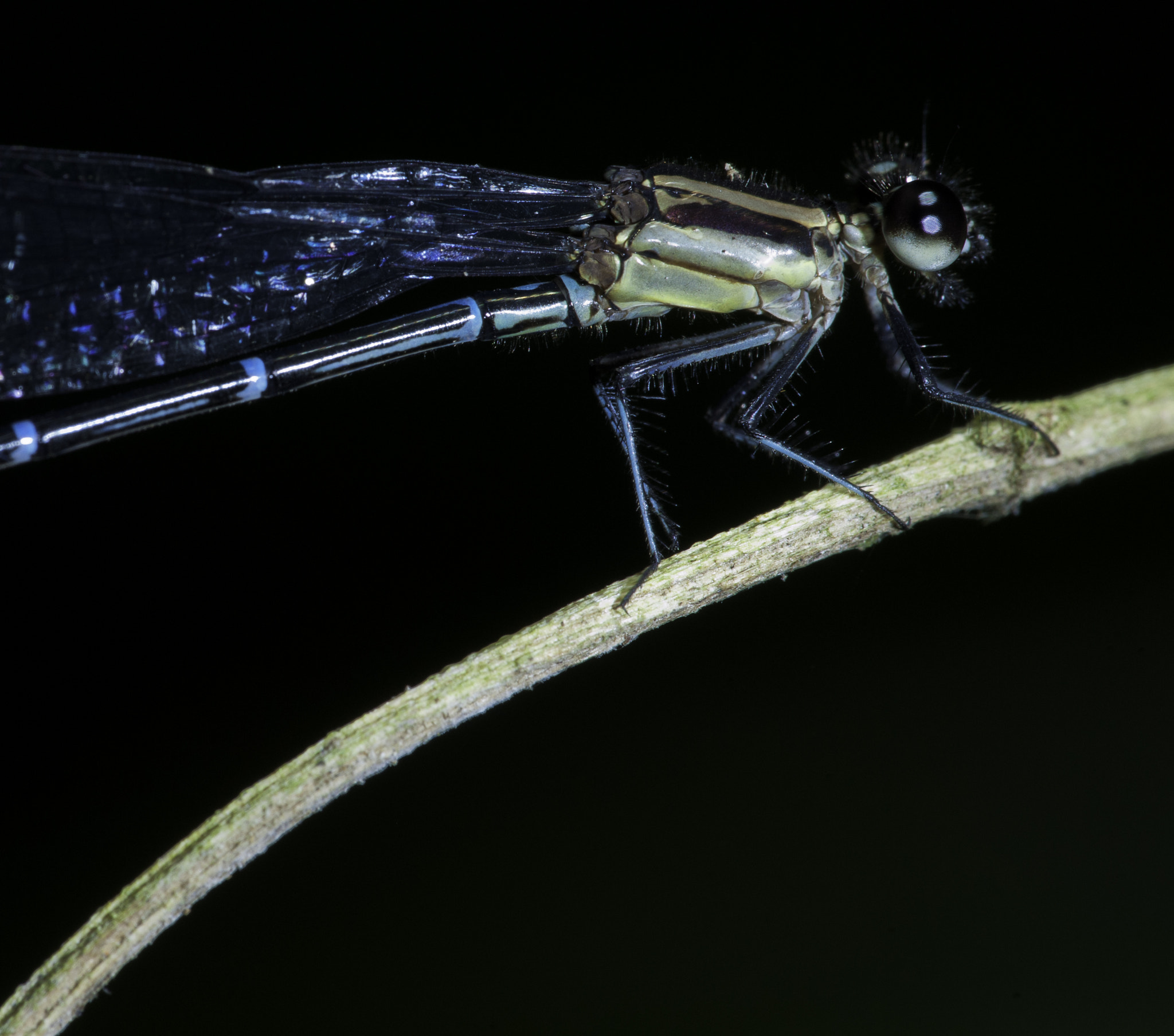 Nikon D3X sample photo. Argia occulata type c -close and personal photography