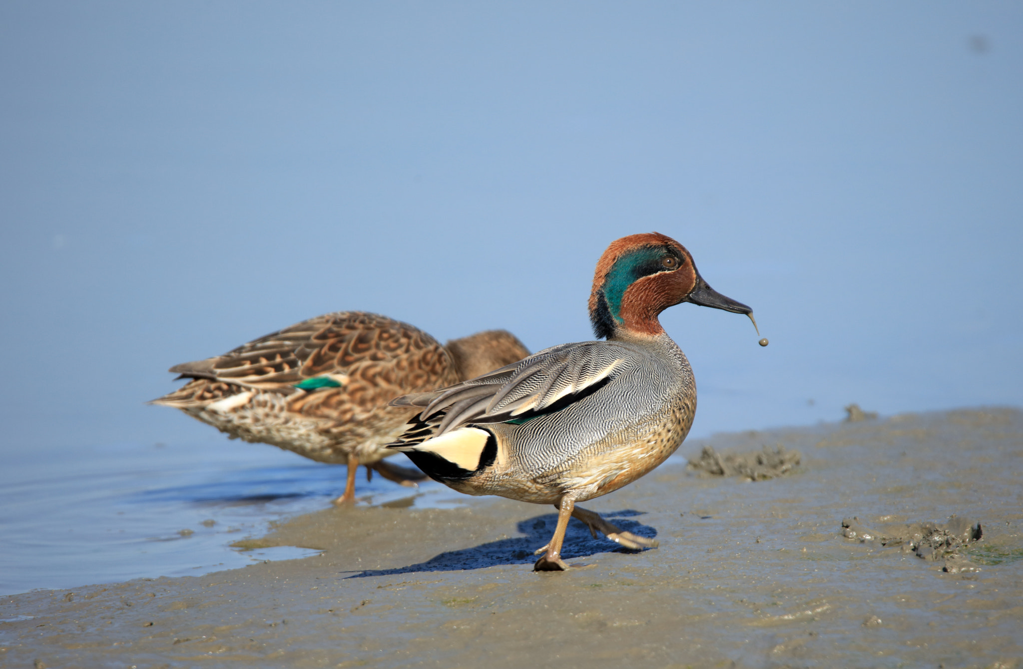 Tamron SP 150-600mm F5-6.3 Di VC USD sample photo. Drabbling duck photography